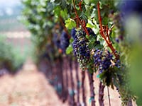 Vignobles à vendre en France